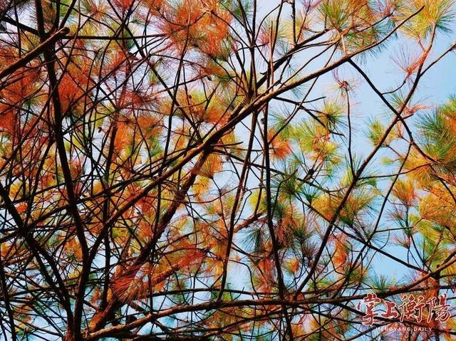 冬日衡阳，超浪漫！