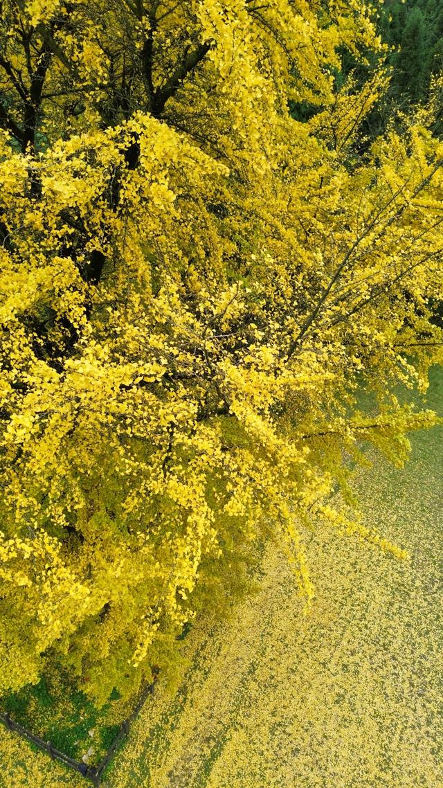 【天眼影像】仁怀:千年古银杏群金黄胜境 绘就黔北冬日乡愁地标