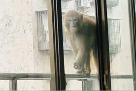 一只受伤野生猕猴闯进泸州一幼儿园：疑与猴群打架左臂受伤，经治疗伤情稳定图片