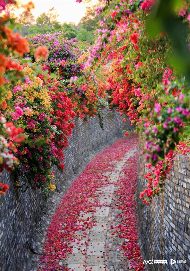大雪节气后花城现花海！马岭观花植物园80亩三角梅盛花迎客