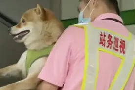 柴犬误入地铁站 享受站务员“公主抱”视频封面
