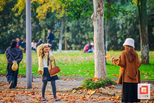 盐都冬日限定浪漫：板仓梧桐大道落叶铺就“金色地毯”