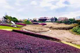 潮评丨迪士尼禁止携带扑克牌入园？“土”规定也要合规图片