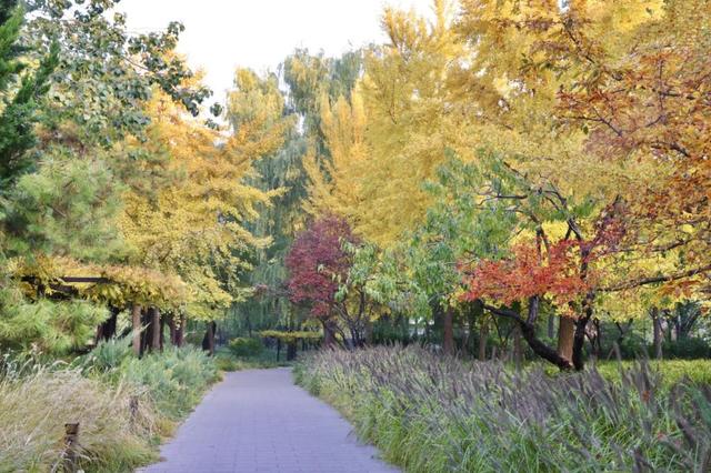 彩叶变色率超85%，玉渊潭公园推出四大赏秋打卡点位