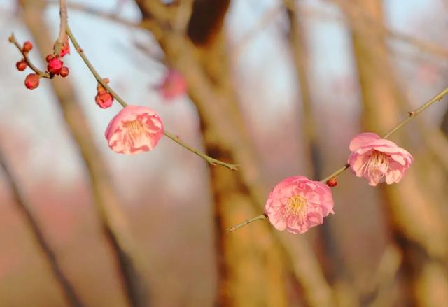 枝江2026年第一波梅花开了！