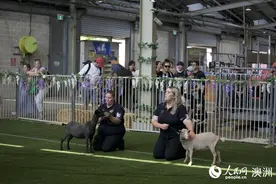 2024悉尼皇家复活节农展会举行 尽展澳大利亚农业风采图片