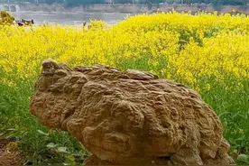 神奇！乐山一市民岷江边发现一块巨石酷似蹲坐的蟾蜍，拍摄分享给朋友引惊叹图片