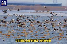 “鸟浪”翻滚~数万只赤麻鸭起舞乌伦古湖湿地图片