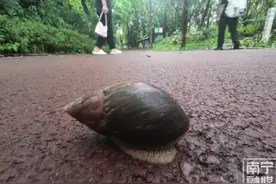 千万不要碰，不要吃！多雨时节来临，这种“病菌蜗牛”需警惕图片