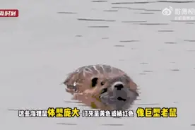 上海多地频繁出没！像巨型老鼠，根本不怕人，还可能传播疾病图片