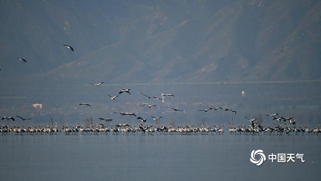 野鸭湖灰鹤群“起舞” 绘就冬日和谐生态画卷
