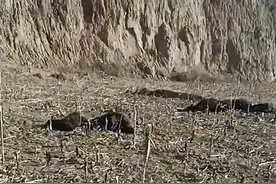 山西一村民家101只羊蹊跷暴毙，有人故意投毒？村干部：已有怀疑对象，警方已立案图片