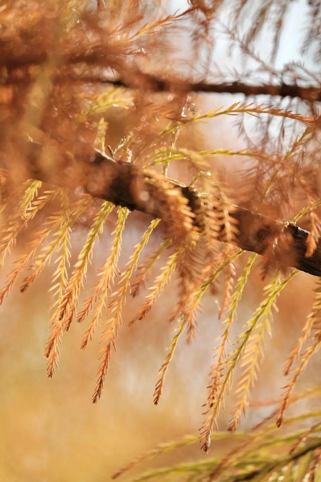 娄底：藏不住的诗意冬景，每帧都美到“心巴”上～