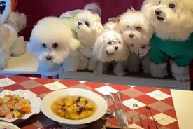 佛跳墙、惠灵顿牛排……500元一份的宠物年夜饭，你会买单吗？图片