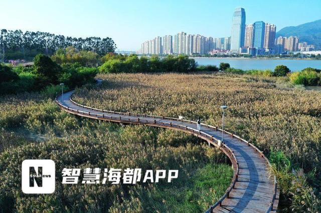 福州这两个公园的粉黛乱子草、芦苇荡进入最佳观赏期