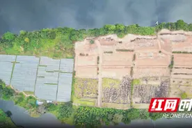 会同连山：因地制宜种植淫羊藿 走好产业振兴路图片