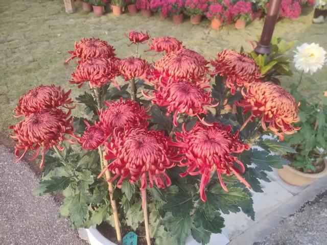 桂林这个地方的菊花展美爆了！