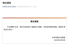 紧急闭园！2岁黑熊出逃！最新消息图片