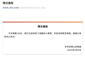紧急闭园！2岁黑熊出逃！最新消息图片