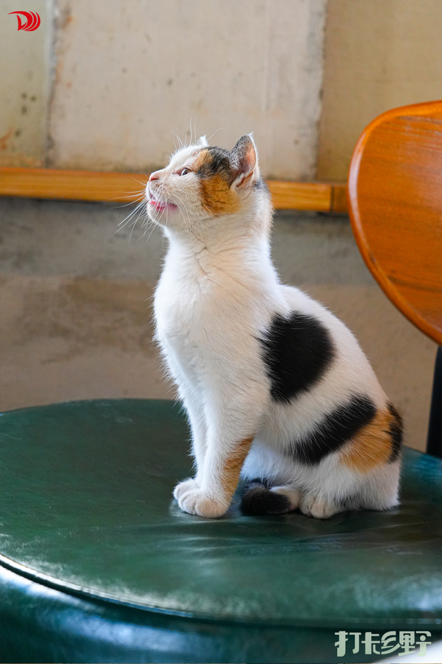 打卡乡野丨新年第一站，去上海离宇宙最近的村子，仰望星空，脚踏田野，开启元气新年