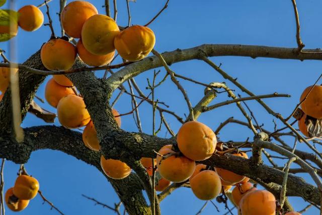 南漳：一键收藏！送你满枝头的“柿柿如意”