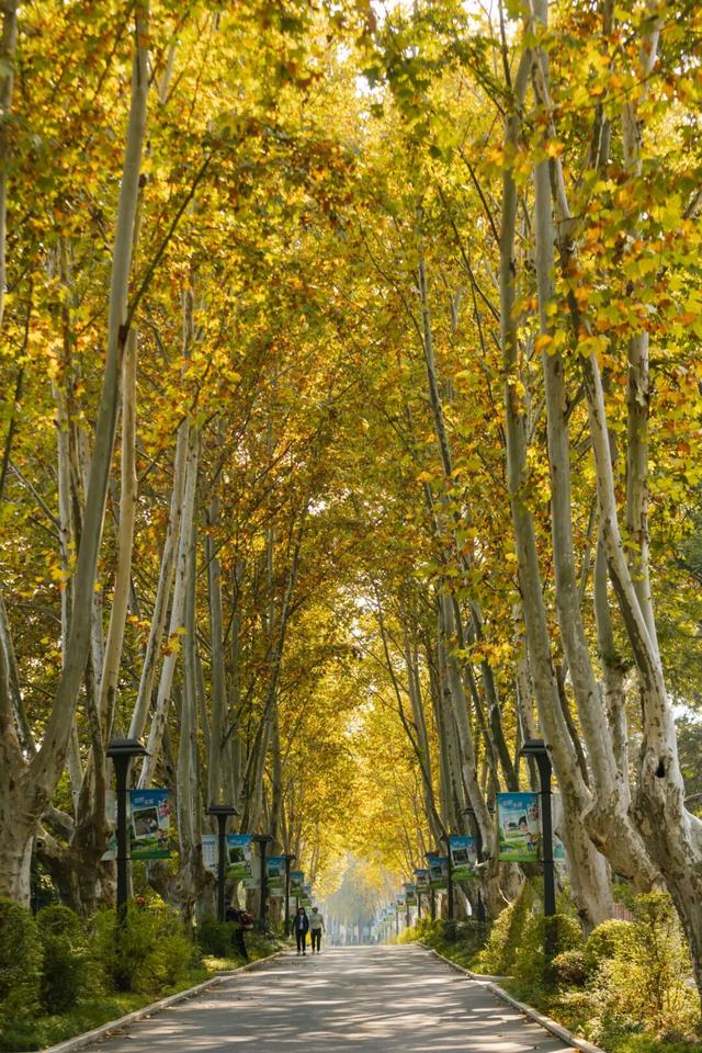 东湖秋日图鉴③｜磨山秋笺：一叶一诗，帧帧藏秋韵