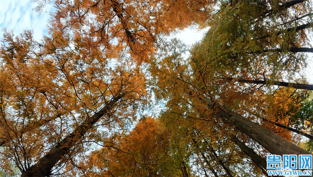 这含“金”量，不摆啦！贵阳的秋天，谁懂？