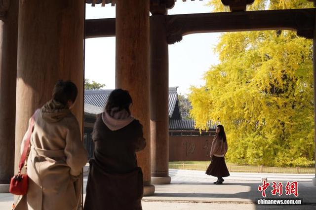 浙江桐乡：千年银杏换上“金装” 吸引游客打卡