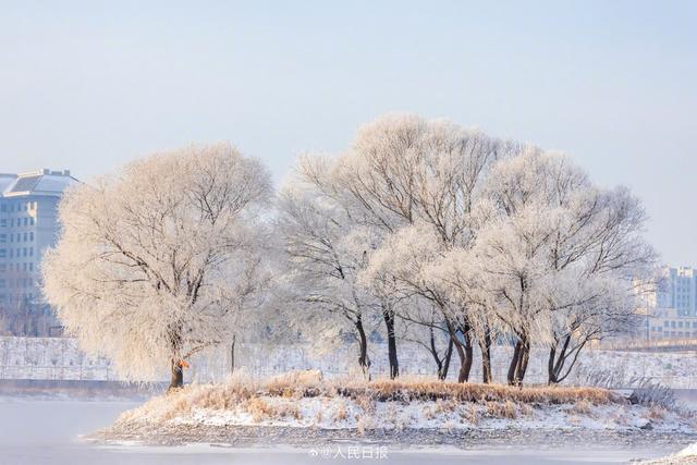 冬日画卷！吉林绝美雾凇上线