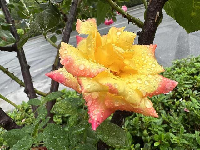 合肥高新区“花样”告白 邀请您来邂逅秋日浪漫