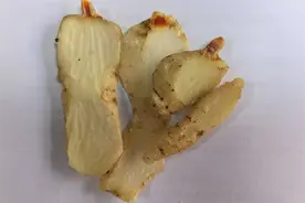 常用中药100味|天麻——祛风妙药图片