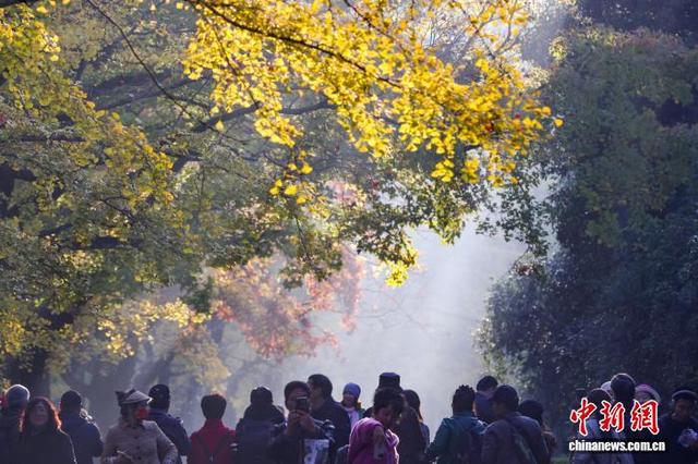 民众走进南京明孝陵石象路 感受“光影中的诗意清晨”