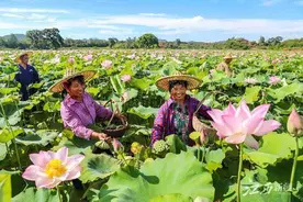 广昌：白莲种植面积和产量均居全国县级榜首图片