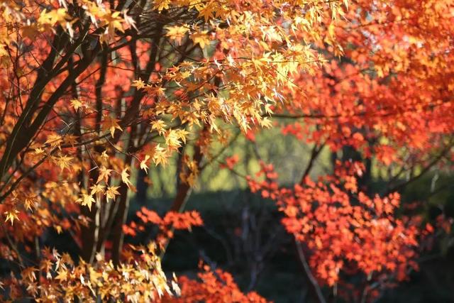 上海，红了！红叶刷屏预警