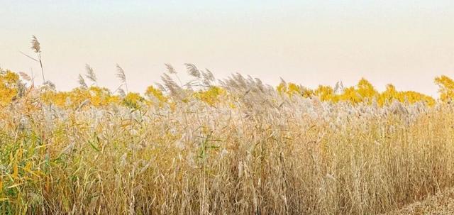 一眼心动！周末邂逅北京芦花漫舞，超有秋日feel~