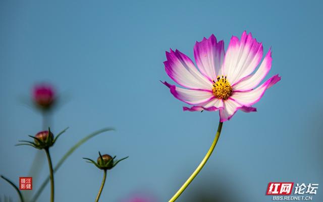 秋游时刻丨在安乡书院洲，被格桑花海和柳林清风彻底治愈了
