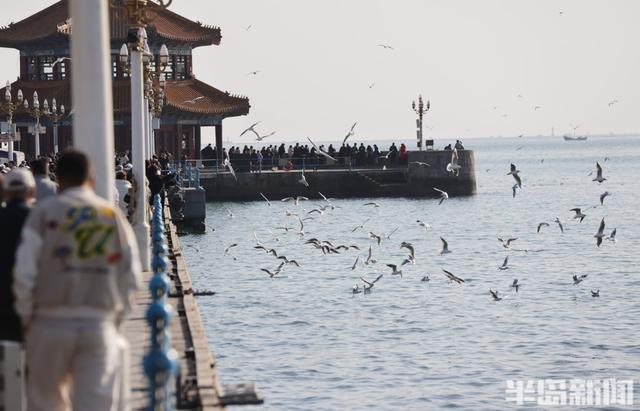 人鸥共舞 和谐画卷