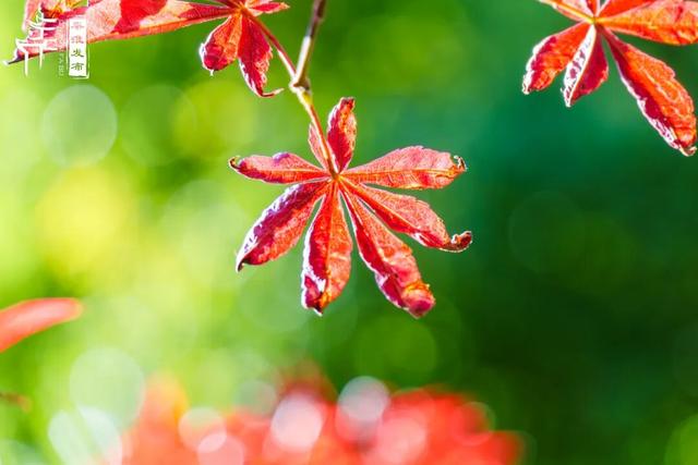 美“枫”了，快来赏！