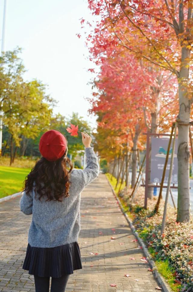 红了~红了，来宿城追“枫”！