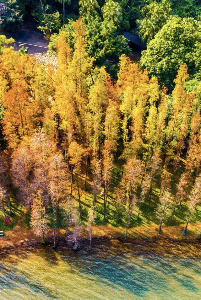 速报！湛江这些地方的杉树进入观赏期，错过等一年！