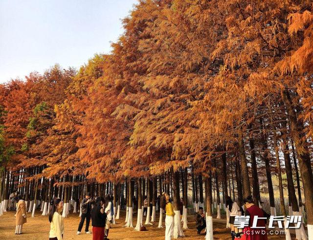 松雅湖：冬日美景入画来