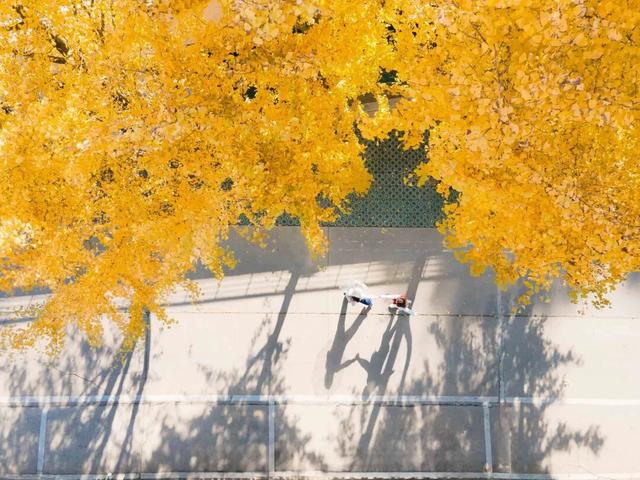 最好的秋天，在华师！