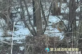 情侣国道偶遇东北虎 相距仅5米图片