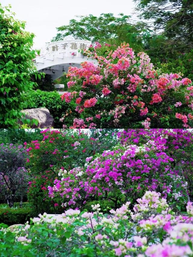 南宁秋日赏花攻略，带你一键解锁这份限定版的秋花图鉴！