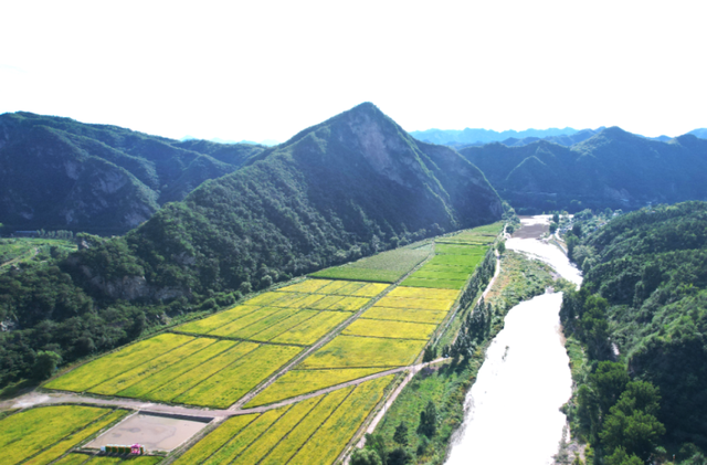 来怀柔享清凉线路四：夏日稻风，绿荫溪凉