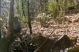 陕西紫柏山国家级自然保护区红外相机首次拍到猕猴图片