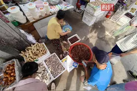 秋天在第一口板栗飘香中来了，但是糖炒小栗子还得再等等图片
