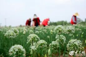 临沂：“订单”韭菜花采摘供应市场图片