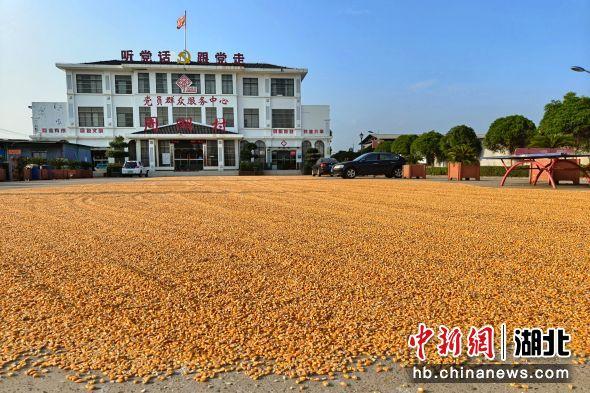 枝江市董市镇：“粮”辰美景入画来