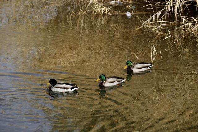 冬日喀什，一半诗意一半烟火！